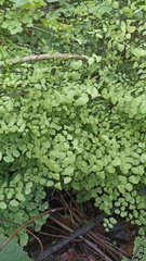 Adiantum tricholepis