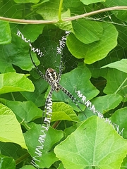 Argiope aemula