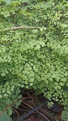 Adiantum tricholepis