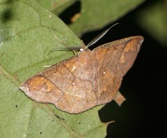 Thysanopyga abdominaria