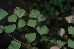 Adiantum tricholepis