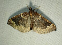 Eulithis flavibrunneata