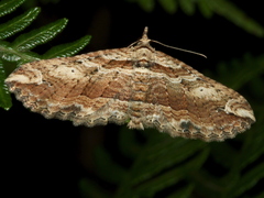 Chrysolarentia leucophanes