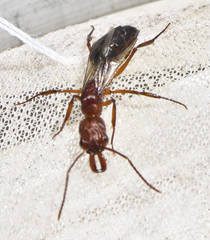 Odontomachus desertorum