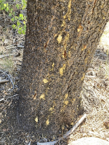 iNaturalist observation photo of Typical Bark Beetles