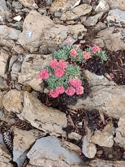 Eriogonum holmgrenii