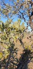 Santalum spicatum