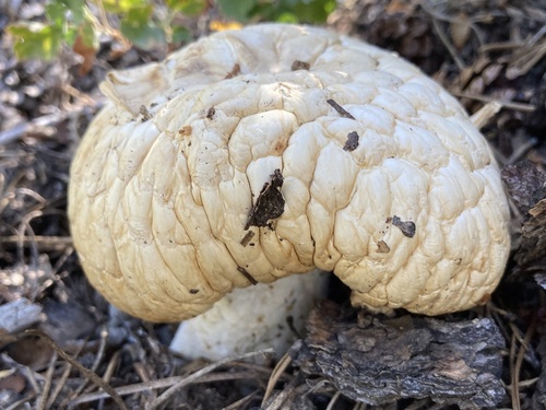 iNaturalist observation photo of Giant Sawgill