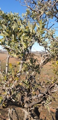 Santalum spicatum