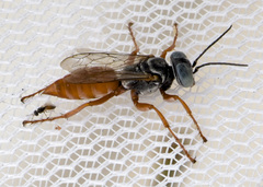 Tachysphex ashmeadii