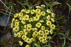 Eutrema sulphureum