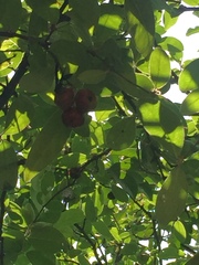 Malpighia mexicana
