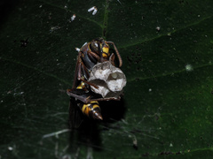 Polistes variabilis