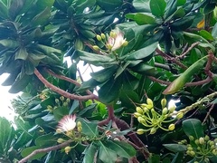 Barringtonia asiatica