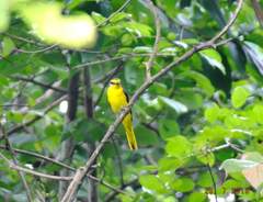 Pericrocotus flammeus