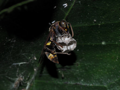 Polistes variabilis
