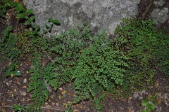 Adiantum tricholepis