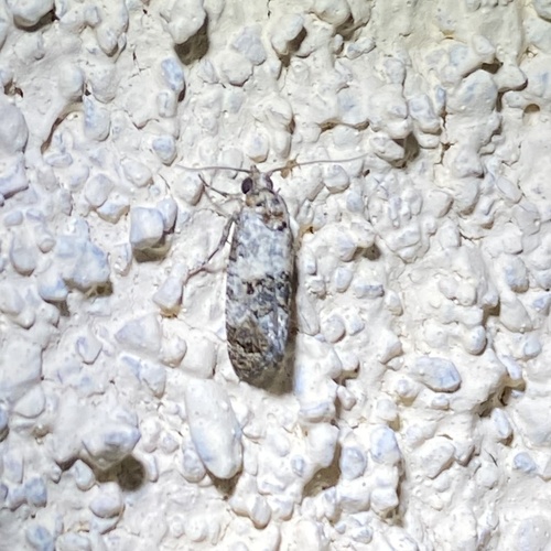 Black-tipped Rudenia Moth photo 2