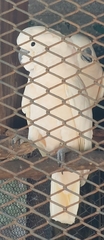 Cacatua goffiniana