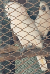 Cacatua goffiniana