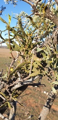 Santalum spicatum