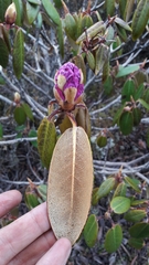 Rhododendron wallichii