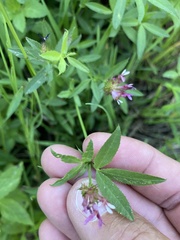 Trifolium wormskioldii