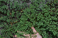 Adiantum tricholepis