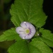 Veronica szechuanica - Photo (c) Phub Gyeltshen, some rights reserved (CC BY-NC), uploaded by Phub Gyeltshen