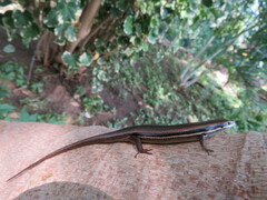 Marisora syntoma