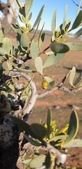 Santalum spicatum