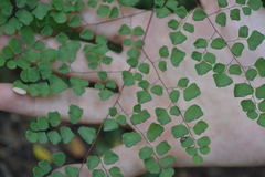 Adiantum tricholepis