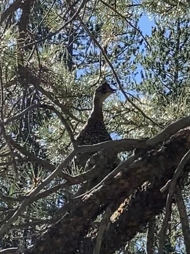 iNaturalist observation photo of Sooty Grouse