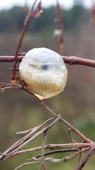 Orthoderella