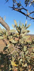 Santalum spicatum