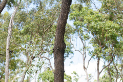 Eucalyptus paedoglauca