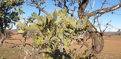 Santalum spicatum