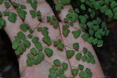Adiantum tricholepis
