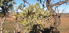 Santalum spicatum