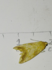 Evergestis politalis