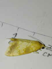 Evergestis politalis