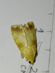 Evergestis politalis