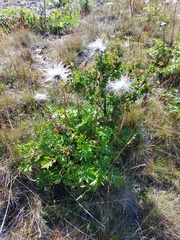 Pulsatilla ambigua