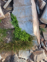 Cryptogramma cascadensis image