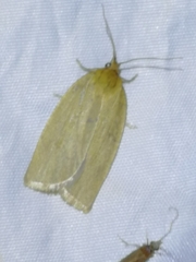 Aphelia viburnana