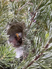 Ptilotula penicillata