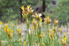 Cuniculotinus gramineus