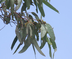 Eucalyptus paedoglauca
