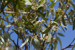 Eucalyptus paedoglauca