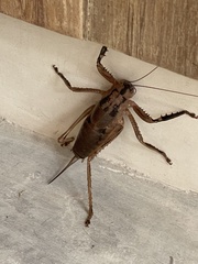 Nesoecia